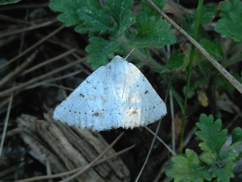 Dyscia innocentaria  Bulgaria,Dyscia innocentaria,Geotagged