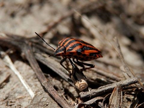 Striped-Bug side view  Bulgaria,Geotagged,Graphosoma,Graphosoma italicum,Minstrel Bug