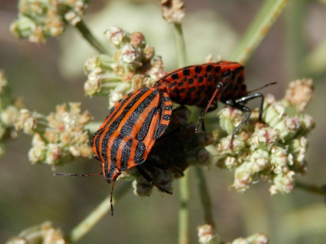 Striped-Bugs  Bulgaria,Geotagged,Graphosoma,Graphosoma italicum,Minstrel Bug