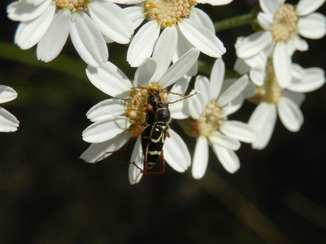 Wasp beetle  Bulgaria,Cerambycidae,Clytus,Clytus rhamni,Coleoptera,Geotagged,Wasp Beetle