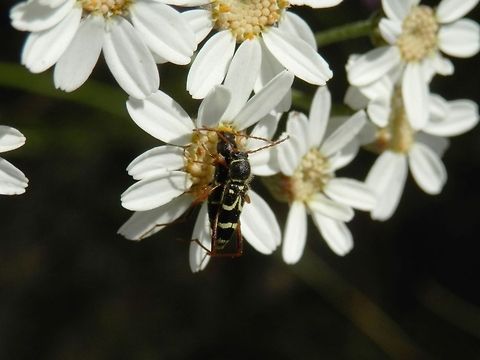 Wasp beetle  Bulgaria,Cerambycidae,Clytus,Clytus rhamni,Coleoptera,Geotagged,Wasp Beetle