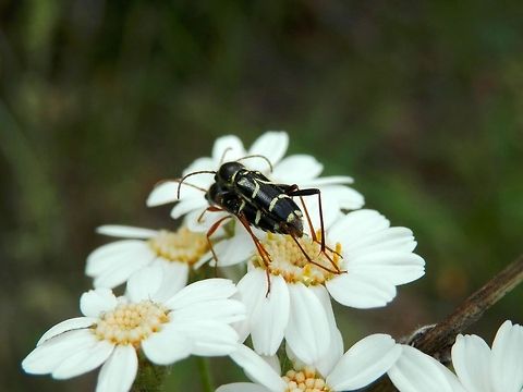 Wasp beetles side view  Bulgaria,Cerambycidae,Clytus,Clytus rhamni,Geotagged,Likana Protected Site,Longhorn beetle,Wasp Beetle