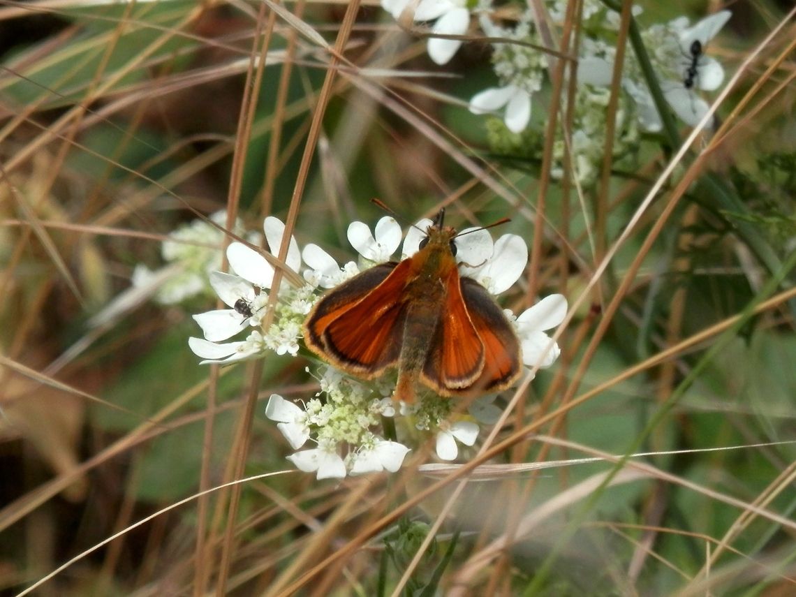 Small Skipper  Bulgaria,Geotagged,Likana Protected Site,Small Skipper,Thymelicus sylvestris