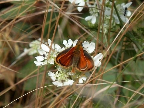 Small Skipper  Bulgaria,Geotagged,Likana Protected Site,Small Skipper,Thymelicus sylvestris