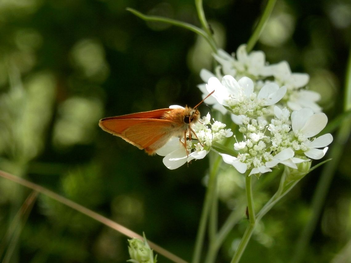 Small Skipper side view  Bulgaria,Geotagged,Likana Protected Site,Small Skipper,Thymelicus sylvestris