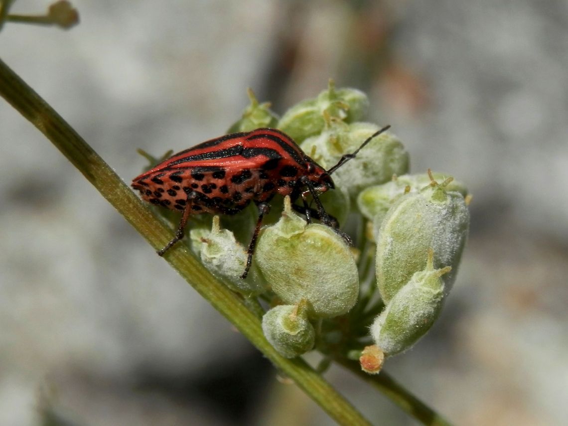 Graphosoma italicum  Bulgaria,Geotagged,Graphosoma,Graphosoma italicum,Minstrel Bug