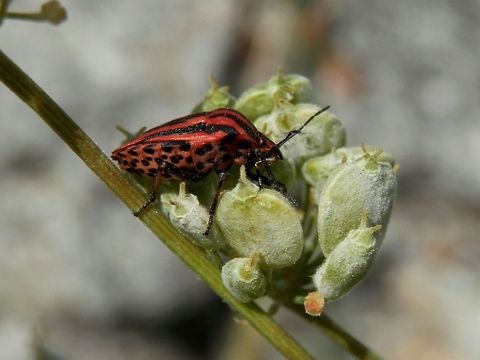 Graphosoma italicum  Bulgaria,Geotagged,Graphosoma,Graphosoma italicum,Minstrel Bug