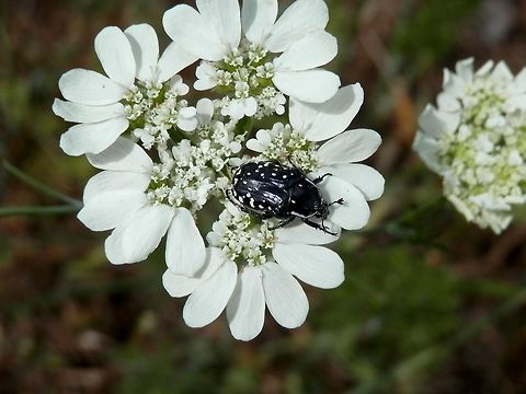 Middle-east flower scarab (Oxythyrea cinctella)  Bulgaria,Geotagged,Likana Protected Site,Oxythyrea cinctella