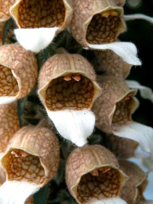 Woolly Foxglove flower close-up  Bulgaria,Digitalis lanata,Geotagged
