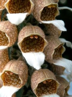Woolly Foxglove flower close-up  Bulgaria,Digitalis lanata,Geotagged