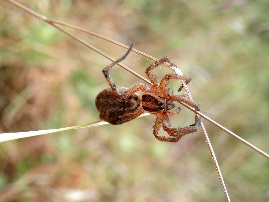 Wandering wolf spider  Bulgaria,Geotagged,Hogna radiata,Likana Protected Site