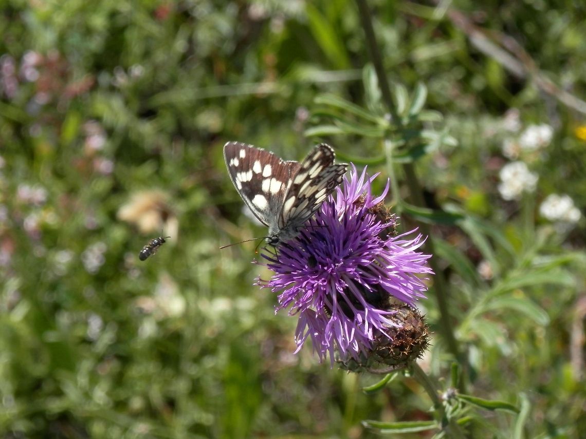 Wayting in line for it's share  Bulgaria,Geotagged,Marbled White,Melanargia galathea