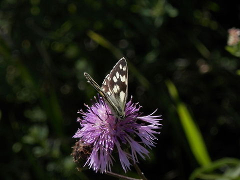 Marbled White Butterfly  Bulgaria,Geotagged,Marbled White,Melanargia galathea