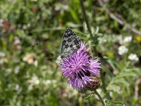 Two's company, three's a crowd  Bulgaria,Geotagged,Marbled White,Melanargia galathea