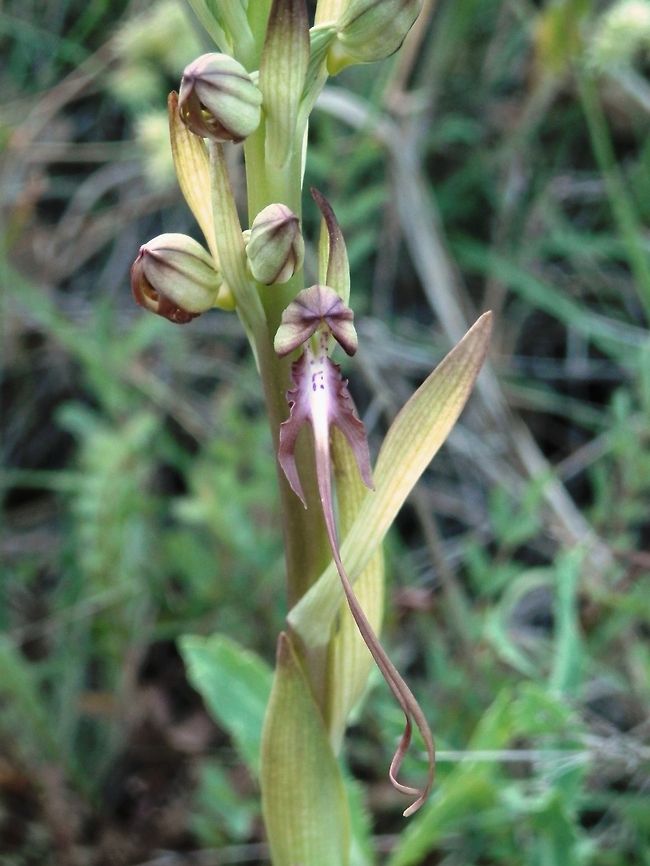 Balkan Lizard orchid In the end of May we went on a trip to the Eastern Rhodope Mountains in the quest for wild orchids. This was the first one we spotted accidentally when we stopped by the road to photograph the Ivaylovgrad dam. Balkan Lizard orchid,Bulgaria,Geotagged,Himantoglossum calcaratum subsp. jankae,Himantoglossum caprinum