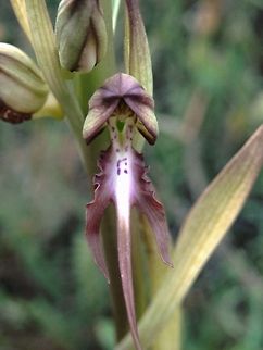 Balkan Lizard orchid close-up  Balkan Lizard orchid,Bulgaria,Geotagged,Himantoglossum calcaratum subsp. jankae,Himantoglossum caprinum