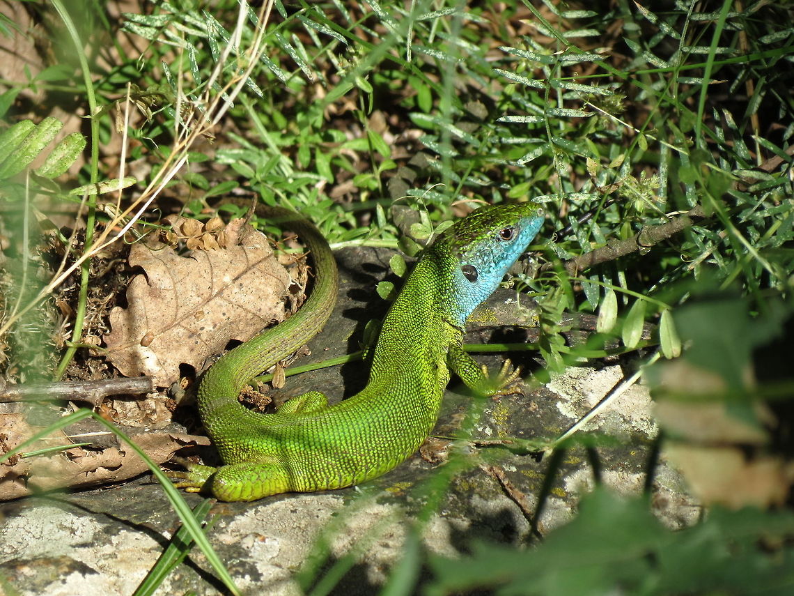 European green lizard  Bulgaria,European green lizard,Geotagged,Lacerta viridis