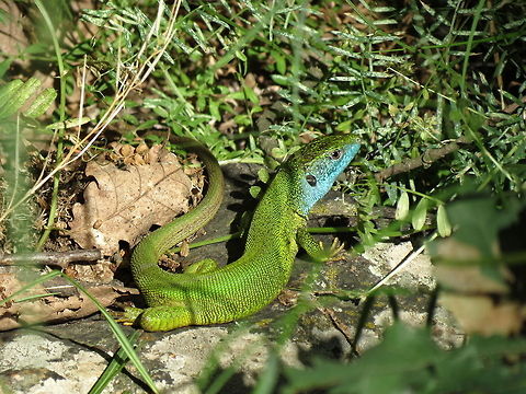 European green lizard  Bulgaria,European green lizard,Geotagged,Lacerta viridis