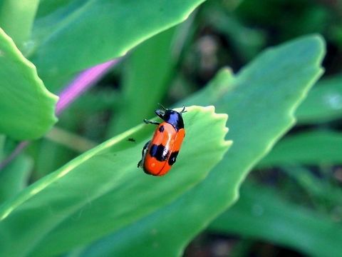Willow clytra  Bulgaria,Clytra laeviuscula,Geotagged