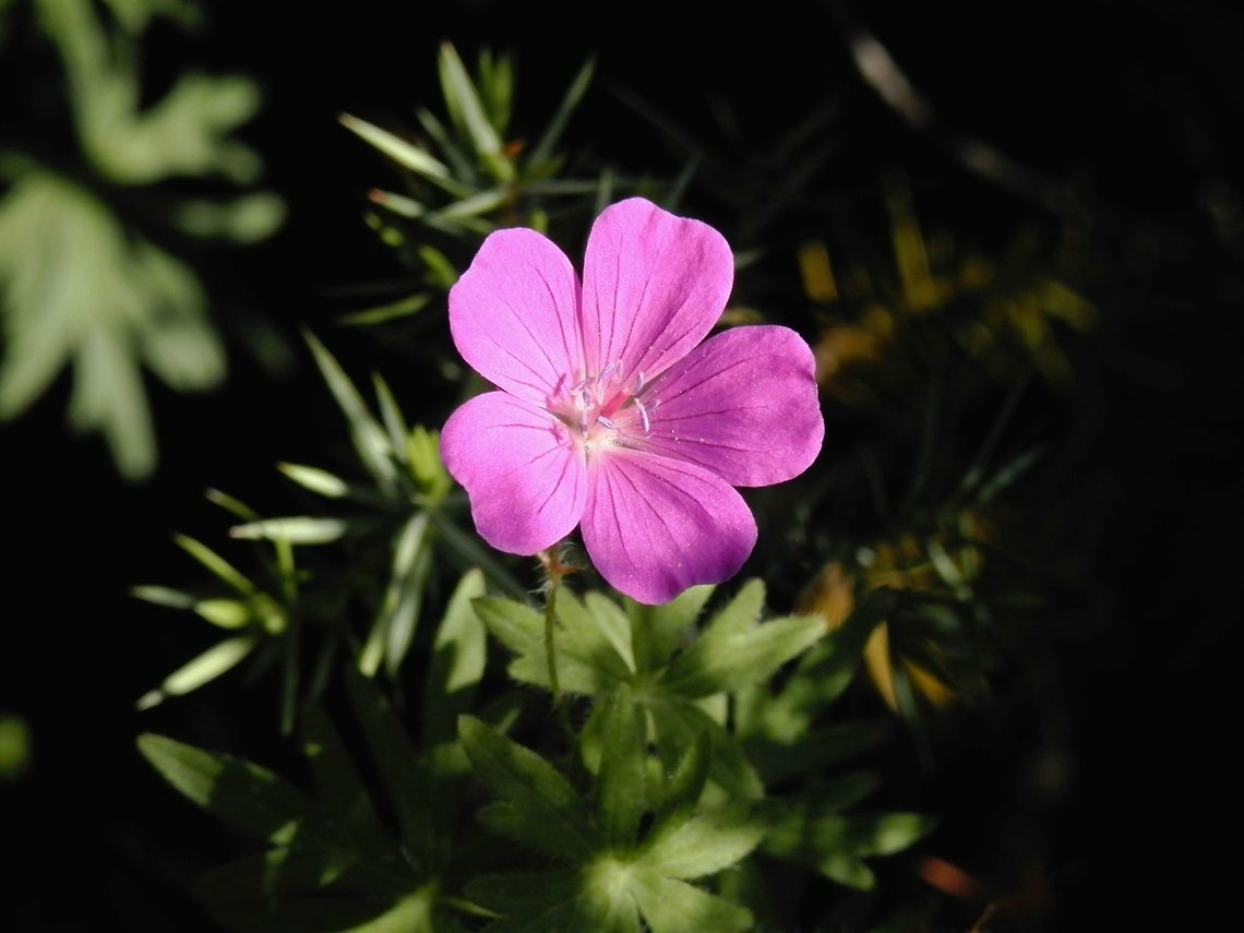 Bloody Geranium  Bulgaria,Geotagged,Geranium sanguineum