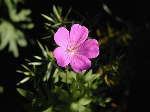 Bloody Geranium  Bulgaria,Geotagged,Geranium sanguineum