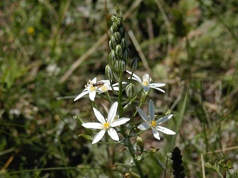 Southern Star of Bethlehem with a bonus insect  Bulgaria,Geotagged,Ornithogalum narbonense