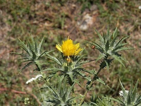 Saffron thistle with a bonus spider You should check this one in HD to see the spider web around the flowers. Bulgaria,Carthamus lanatus,Geotagged