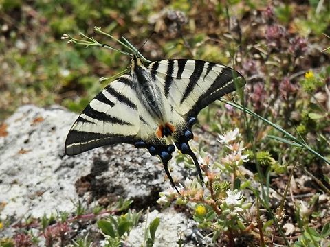 Scarce Swallowtail  Bulgaria,Geotagged,Iphiclides podalirius,Scarce Swallowtail