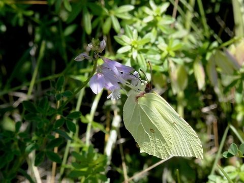 Brimstone hiding in the shade Resting on Polygala major. Bulgaria,Common Brimstone,Geotagged,Gonepteryx rhamni,Polygala major