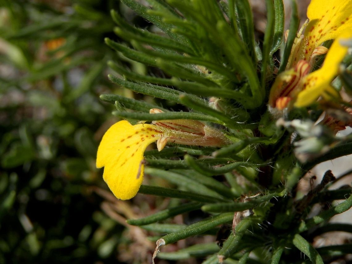 Ground Pine side view  Ajuga chamaepitys,Bulgaria,Geotagged,Yellow Bugle