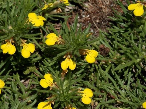 Ground Pine  Ajuga chamaepitys,Bulgaria,Geotagged,Yellow Bugle