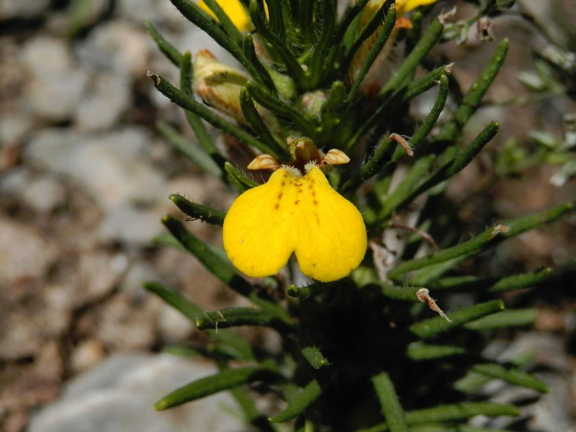 Ground Pine close-up  Ajuga chamaepitys,Bulgaria,Geotagged,Yellow Bugle