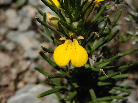 Ground Pine close-up  Ajuga chamaepitys,Bulgaria,Geotagged,Yellow Bugle