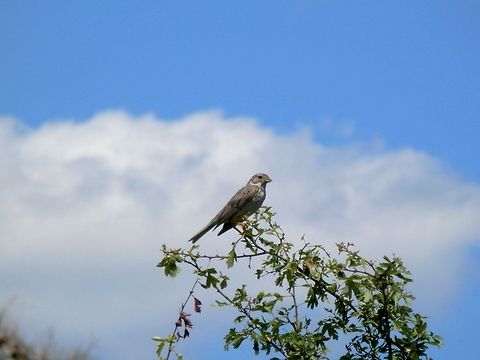 Corn Bunting  Bulgaria,Corn Bunting,Emberiza calandra,Geotagged
