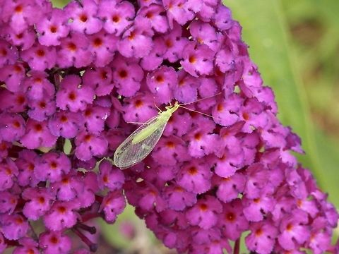 Green Lacewing  Bulgaria,Chrysoperla carnea,Geotagged