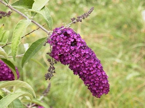 Butterfly Bush  Buddleja davidii,Bulgaria,Geotagged,invasive species