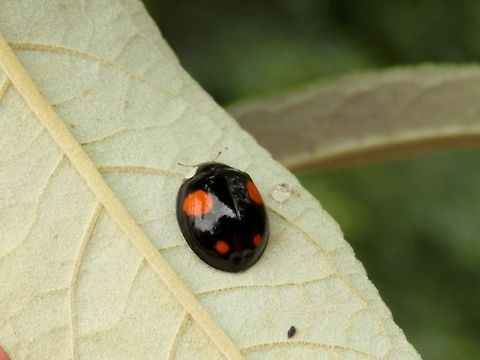 Harlequin ladybird black  Bulgaria,Coccinellidae,Coccinellinae,Geotagged,Harmonia,Harmonia axyridis,Invasive species,Ladybird