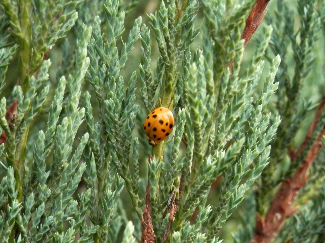 Harlequin ladybird yellow  Bulgaria,Geotagged,Harmonia axyridis,Ladybug or Ladybird