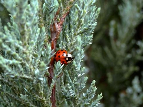 Harlequin ladybird pronotum pattern  Bulgaria,Geotagged,Harmonia axyridis,Ladybug or Ladybird