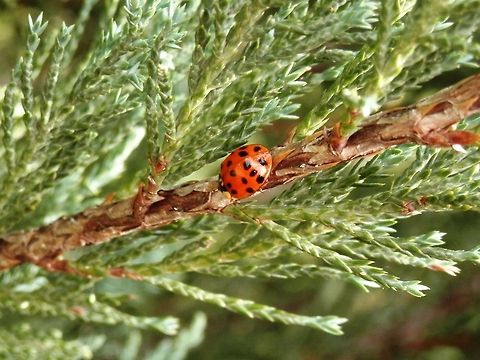 Harlequin ladybird red There were a few red and yellow ones on the same plant. Bulgaria,Geotagged,Harmonia axyridis,Ladybug or Ladybird
