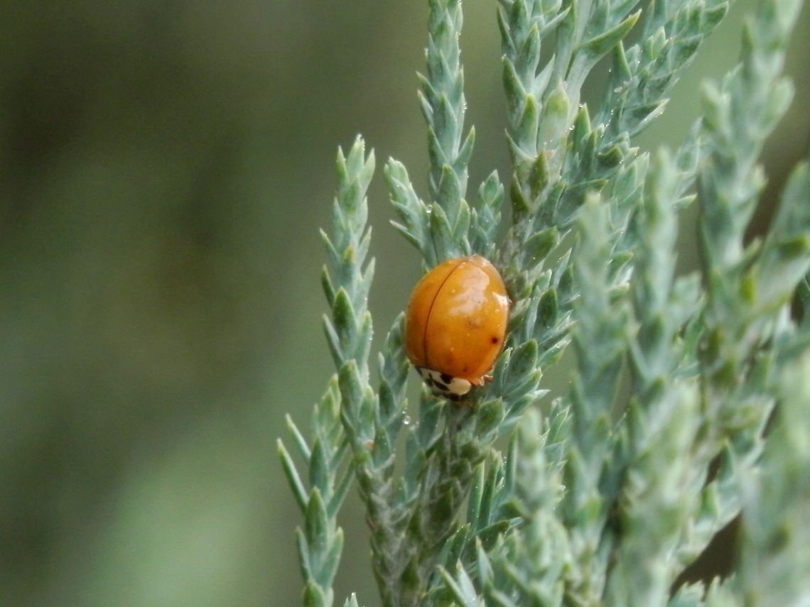 Harlequin ladybird plain yellow  Bulgaria,Geotagged,Harlequin ladybird,Harmonia axyridis