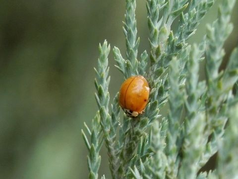 Harlequin ladybird plain yellow  Bulgaria,Geotagged,Harlequin ladybird,Harmonia axyridis