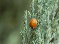 Harlequin ladybird plain yellow  Bulgaria,Geotagged,Harlequin ladybird,Harmonia axyridis