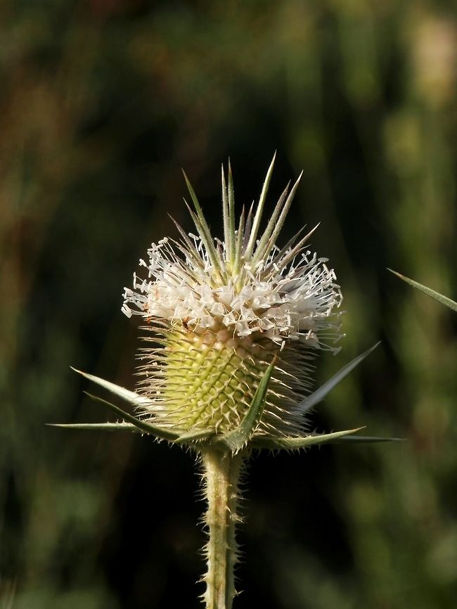 Cut-leaved teasel flower  Bulgaria,Dipsacus laciniatus,Geotagged