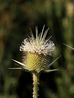 Cut-leaved teasel flower  Bulgaria,Dipsacus laciniatus,Geotagged