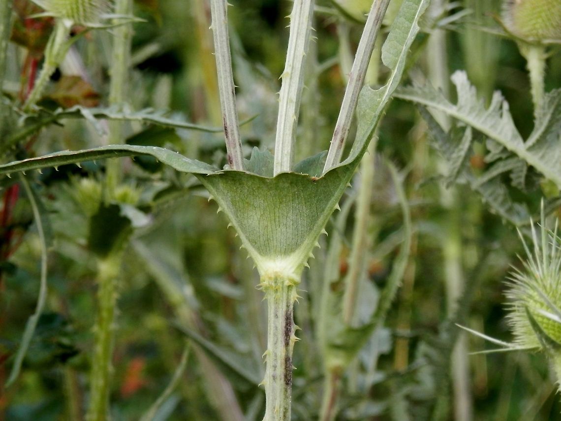 Cut-leaved teasel cup This is the cup in the base of the stem, which can collect water and act as a barrier for crowling pests. Bulgaria,Dipsacus laciniatus,Geotagged