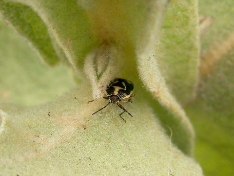 Brassica Shield bug  Bulgaria,Eurydema oleracea,Geotagged,Strachiini