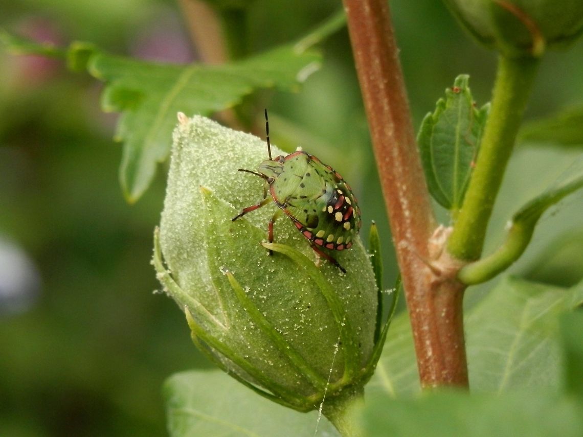 Southern green stink bug nymph  Bulgaria,Geotagged,Heteroptera,Nezara,Nezara viridula,Nymph,Pentatomidae,Pentatominae,Pentatomini,Southern green stink bug