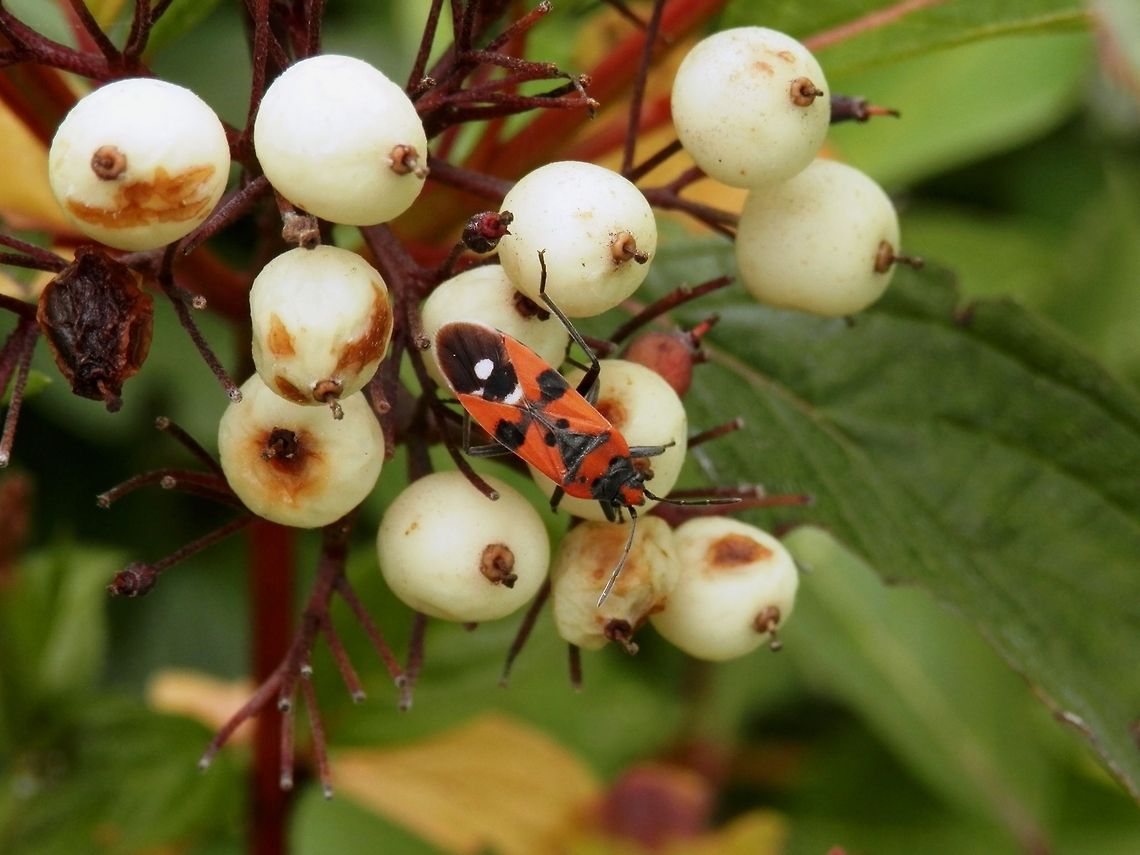 Ground bug  Bulgaria,Geotagged,Lygaeus equestris