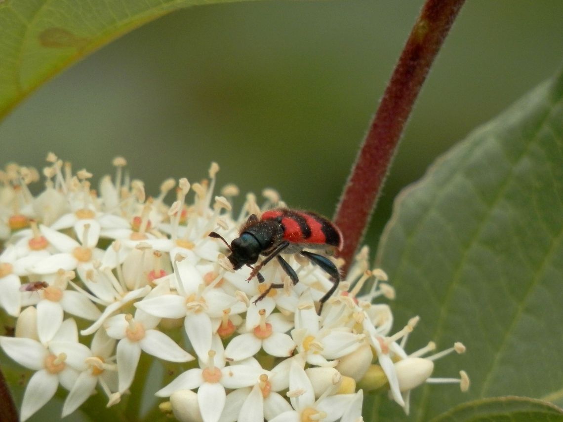 Bee Beetle  Bulgaria,Cleridae,Geotagged,Trichodes,Trichodes apiarius